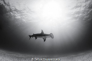 Lovely Solitude
A hammerhead swims through the sun rays ... by Tanya Houppermans 